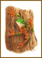TJ036 - Tiger Striped Tree Frog
